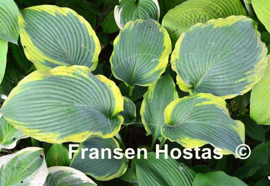 Hosta Eclipse   